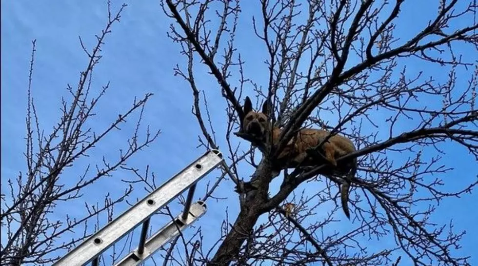 Amazing Caldwell Fire Rescues Dog 30 Feet In The Air [photos]