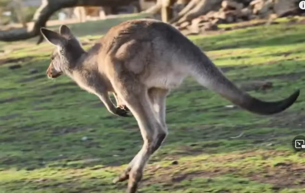 Nampa Braces For Massive Kangaroo Invasion This Saturday 
