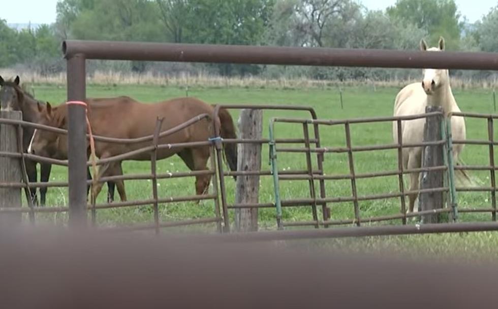 Idaho Humane Society Offers Reward For Horse Killer