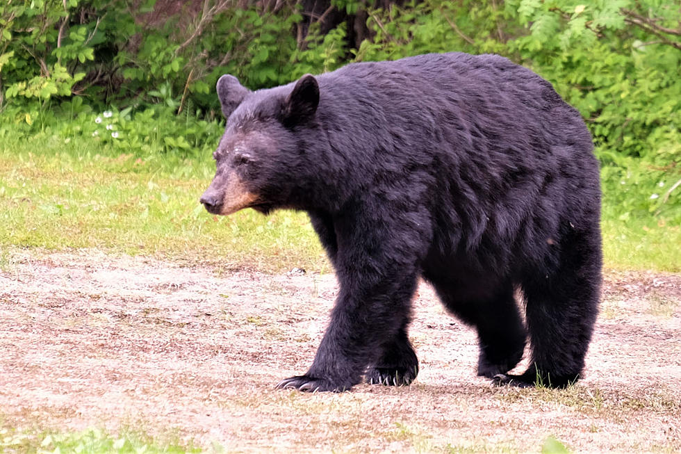 How Many Black Bears Are in the Boise Foothills? 4 Safety Tips