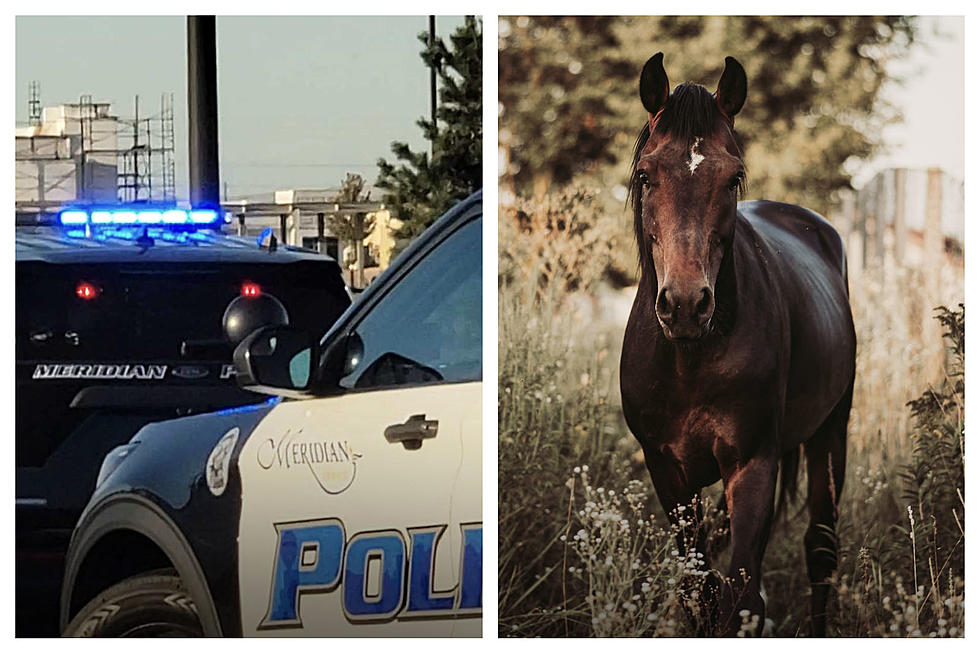 Tragic Incident on Ten Mile in Meridian: Horses Hit by Vehicle