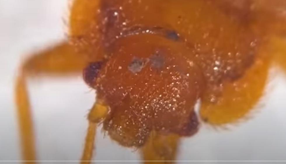 Is Your Idaho City Crawling with Slimy Bed Bugs? Find Out Here! 