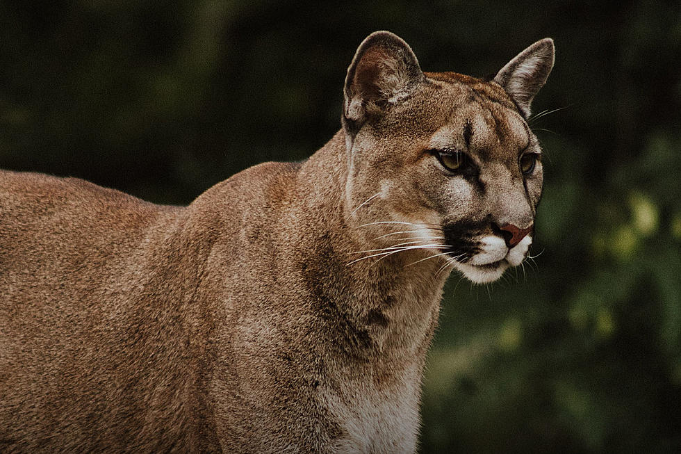 Boise: Who Knew Mountain Lions Were Such a Controversial Topic?