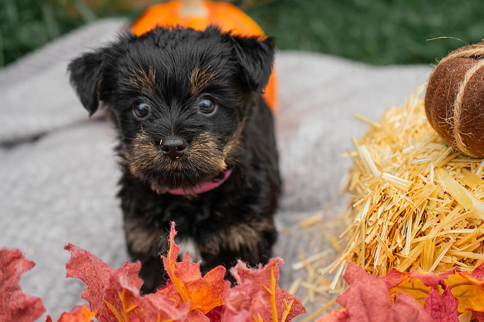 Why You Need to Check Out Boise’s Adorable Pets & Pumpkins Event!