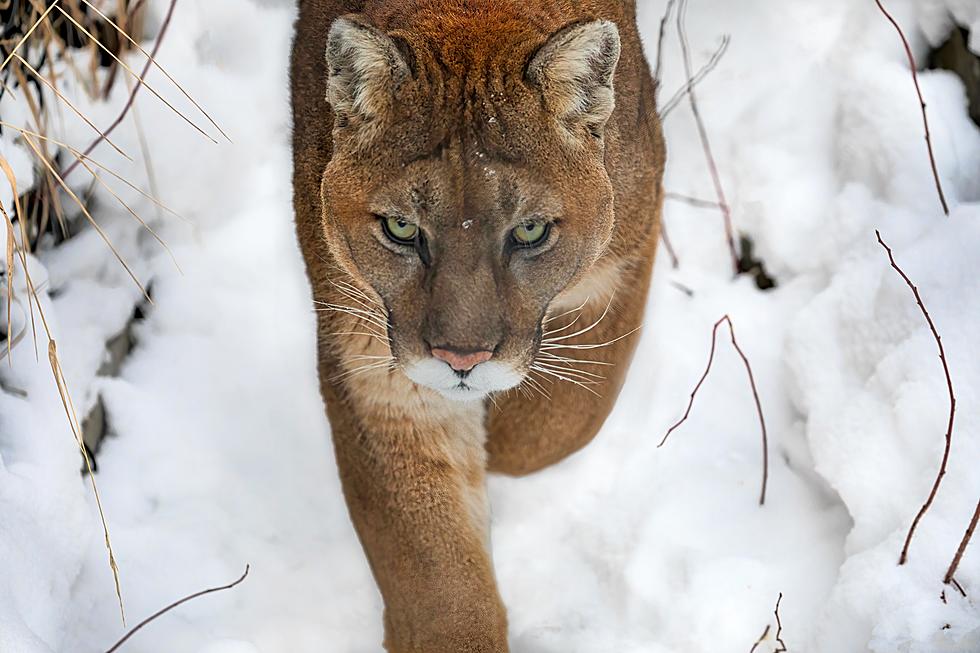 Winter Warnings: Beware of Mountain Lions in the Boise Foothills