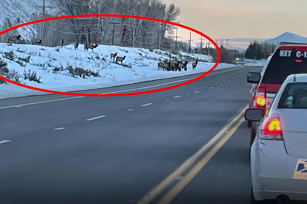Elk vs. Boise Bad Drivers: Who Do You Think is in the Wrong Here?