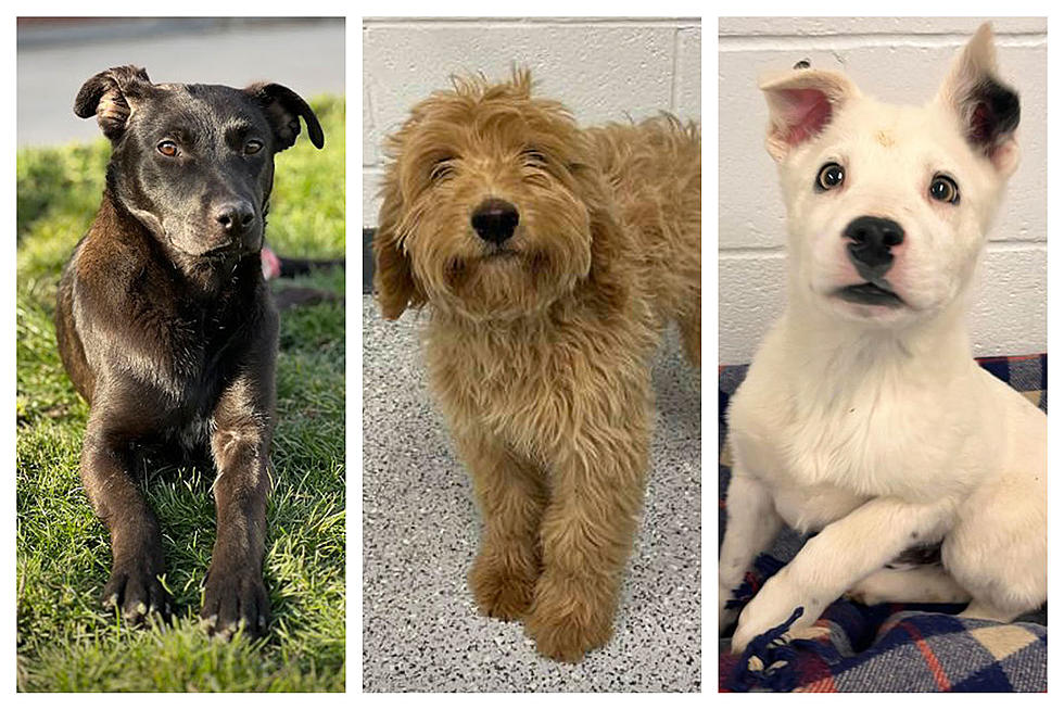 Adorable Puppies Ready for Adoption at West Valley Humane Society