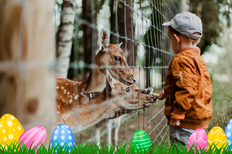 Need Family-Friendly Easter Plans? "Eggstravaganza" at Zoo Boise!