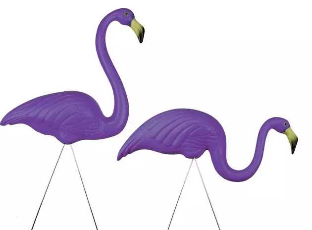 Purple Flamingos Raise Awareness Of Elder Abuse