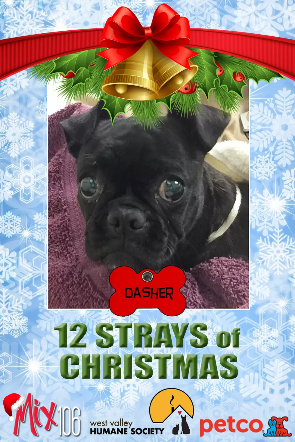 #10 of The 12 Strays of Christmas – Dasher