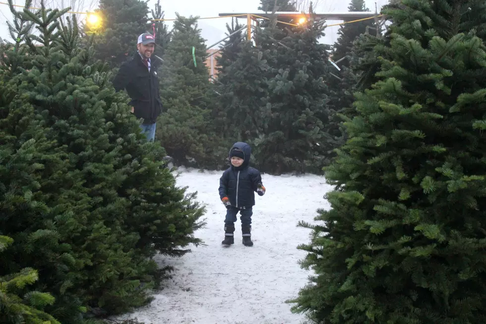 Looking For The Perfect Christmas Tree. We Found It