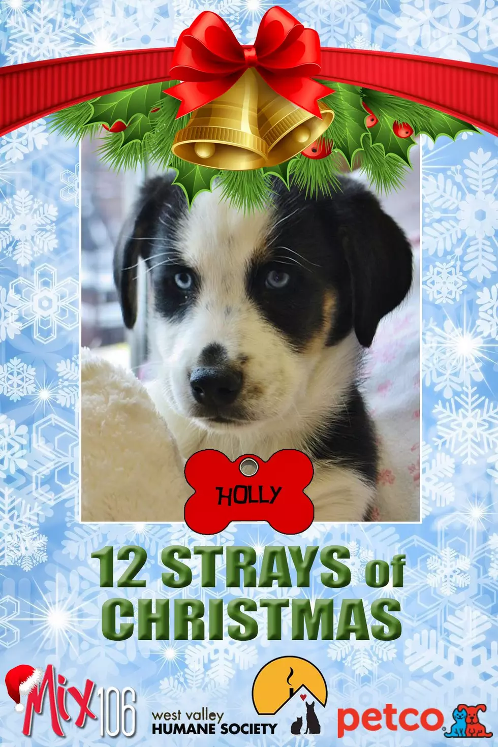 #1 of 12 Strays Of Christmas – Holly