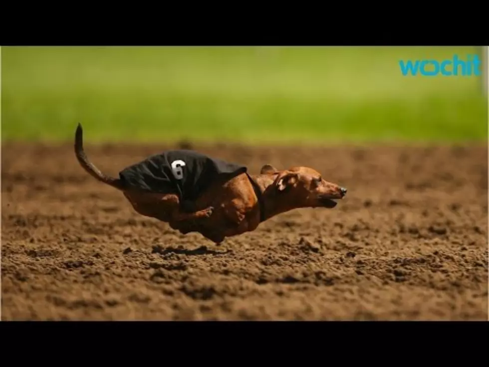 Legalizing Wiener Dog Racing