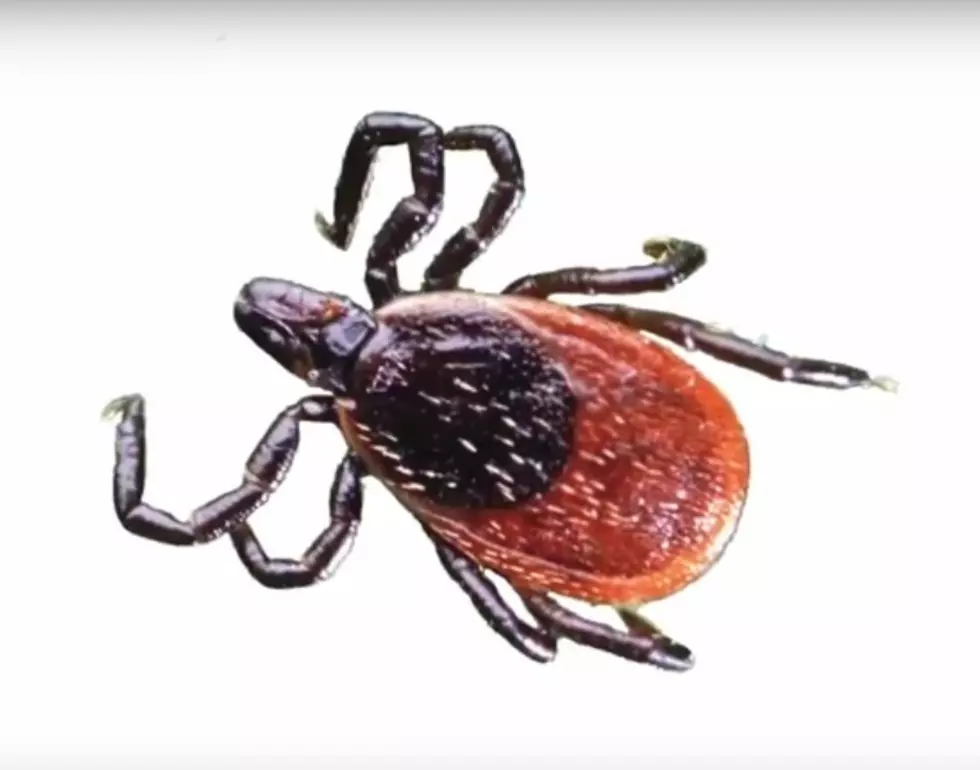 Get Ready for An Unusually Bad Year For Ticks and Tick Born Illnesses in Idaho