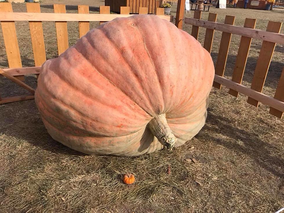 New Record for the Largest Pumpkin Grown in the State of Idaho