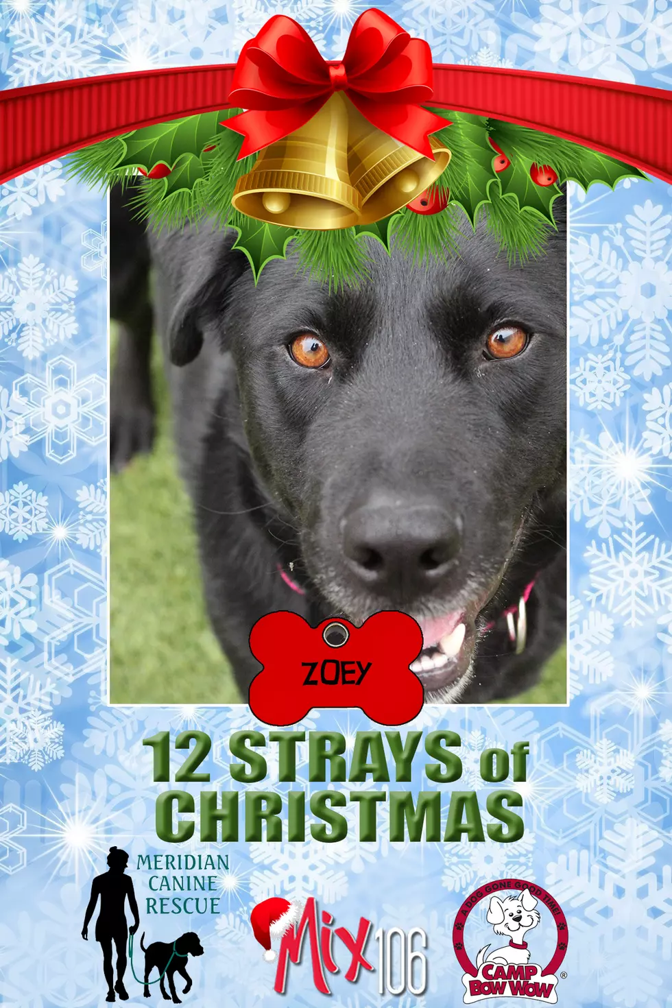 #11 of Mike & Nicole’s 12 Strays of Christmas – Zoey