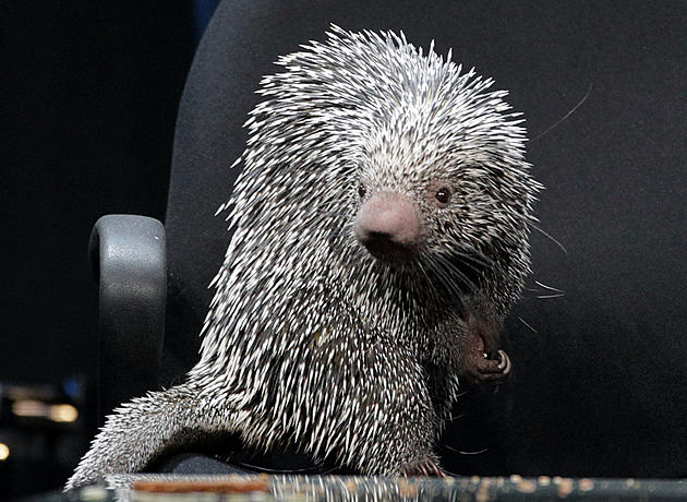 Council, Idaho&#8217;s 4th of July Porcupine Races