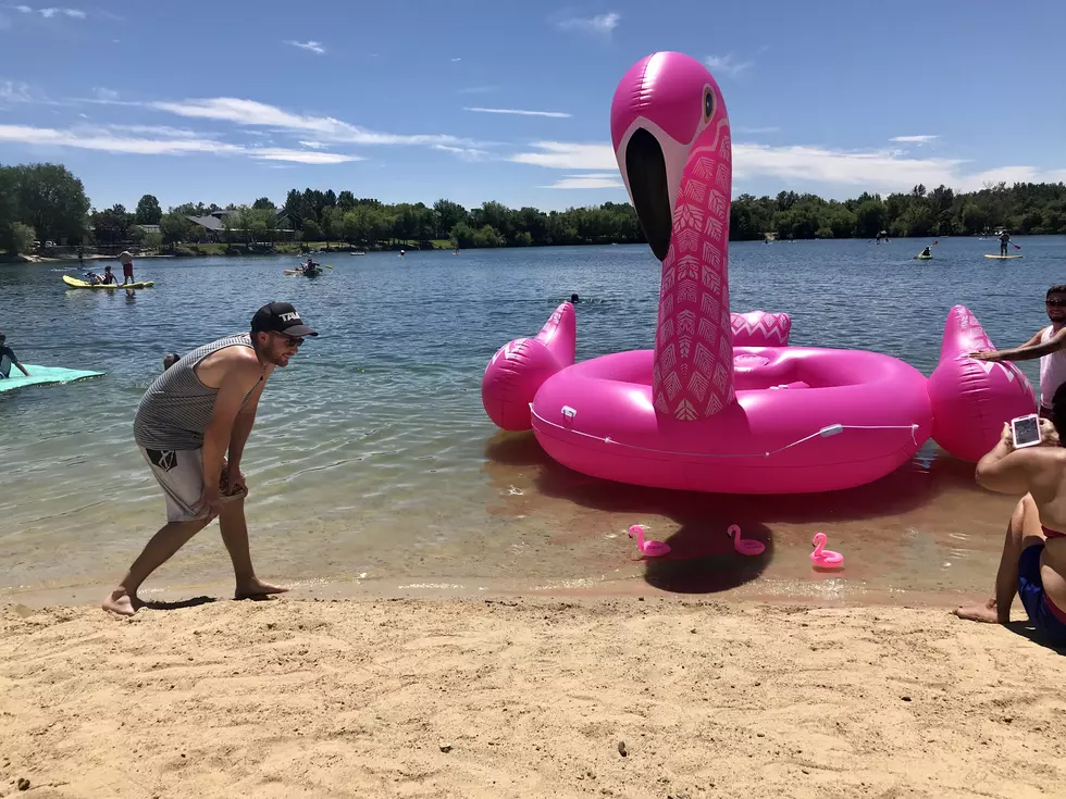 Massive Pink Flamingo at Quinn’s Pond
