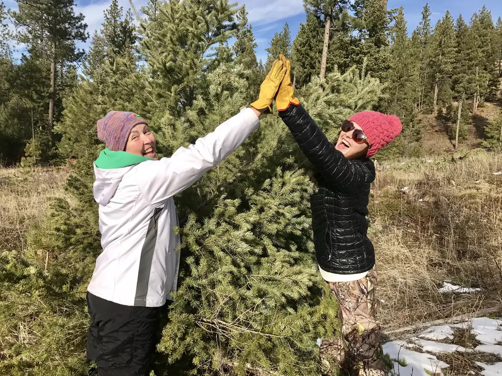 Boise and Payette National Forest Christmas Tree Permit Information