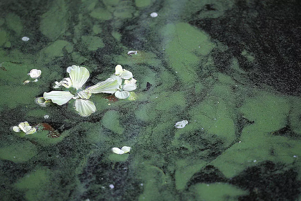 Toxic Blue-Green Algae Blooming in Idaho; Deadly for Pets