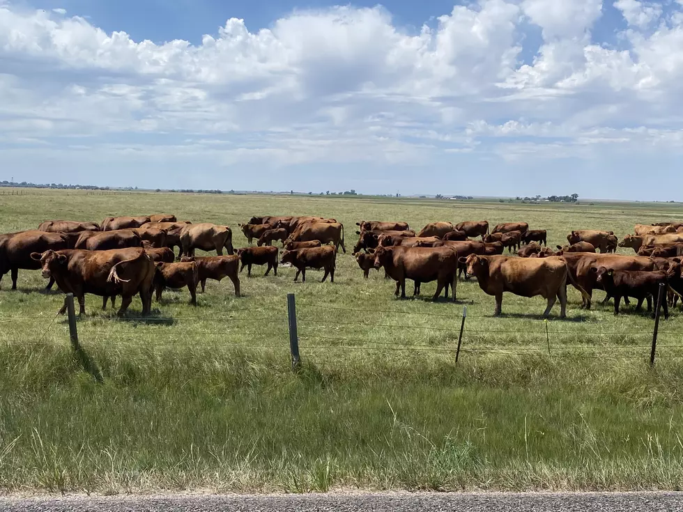 Anyone in Kuna Missing Their Cattle?