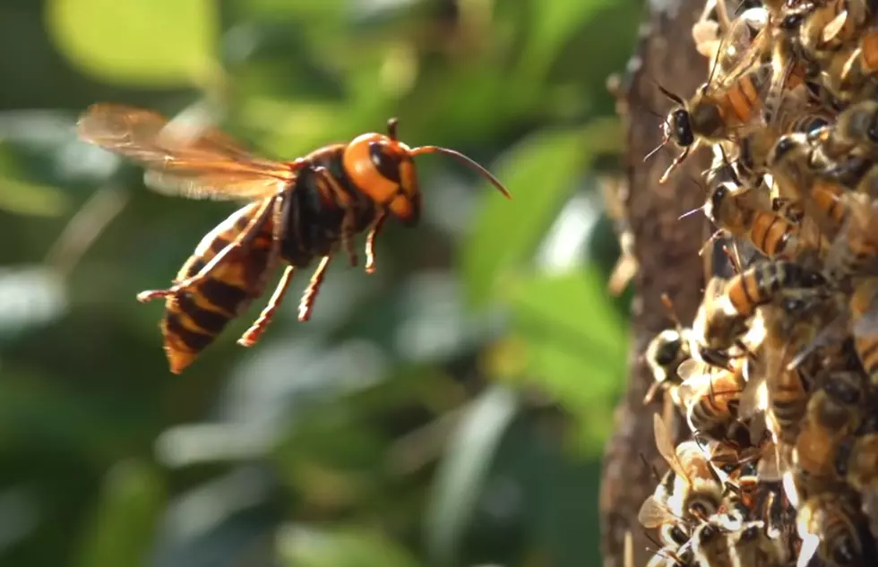 The First ‘Murder Hornets’ Hive Has Been Found too Close to Idaho
