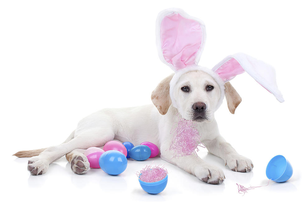 Puppy Can Meet Easter Bunny At Boise Towne Square Mall