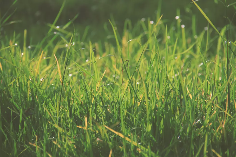 How Long Should You Water Your Lawn In The Idaho Spring?