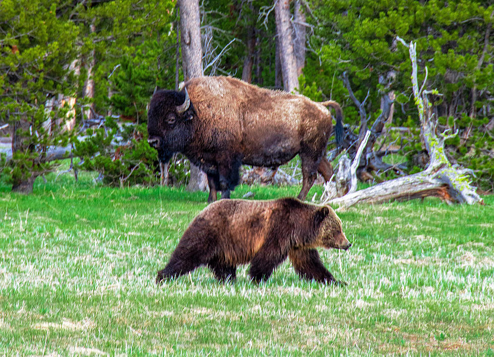 Idaho Bear and Bison Attacks Cause Concerns at Yellowstone
