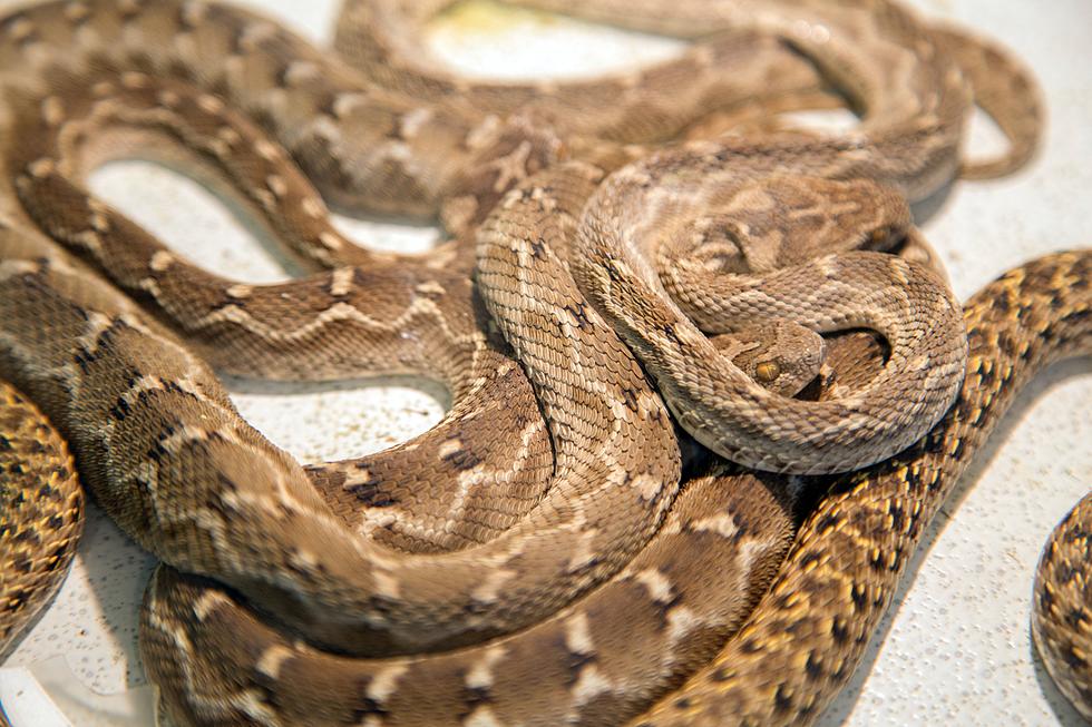 (PHOTOS) Snakes of Idaho: What&#8217;s Harmless and What&#8217;s Venomous