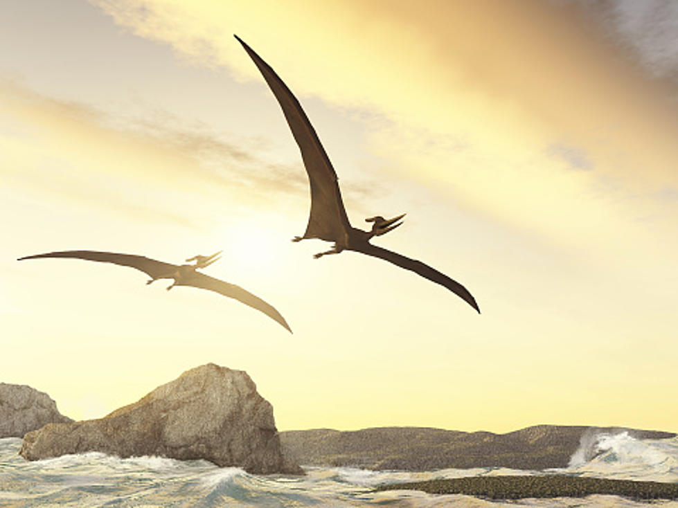 No, A Pterodactyl (Flying Dinosaur) Did NOT Fly Over Idaho