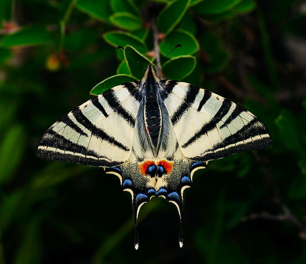 ‘Exquisite Creatures’ Exhibit Promises to Dazzle Through Nature