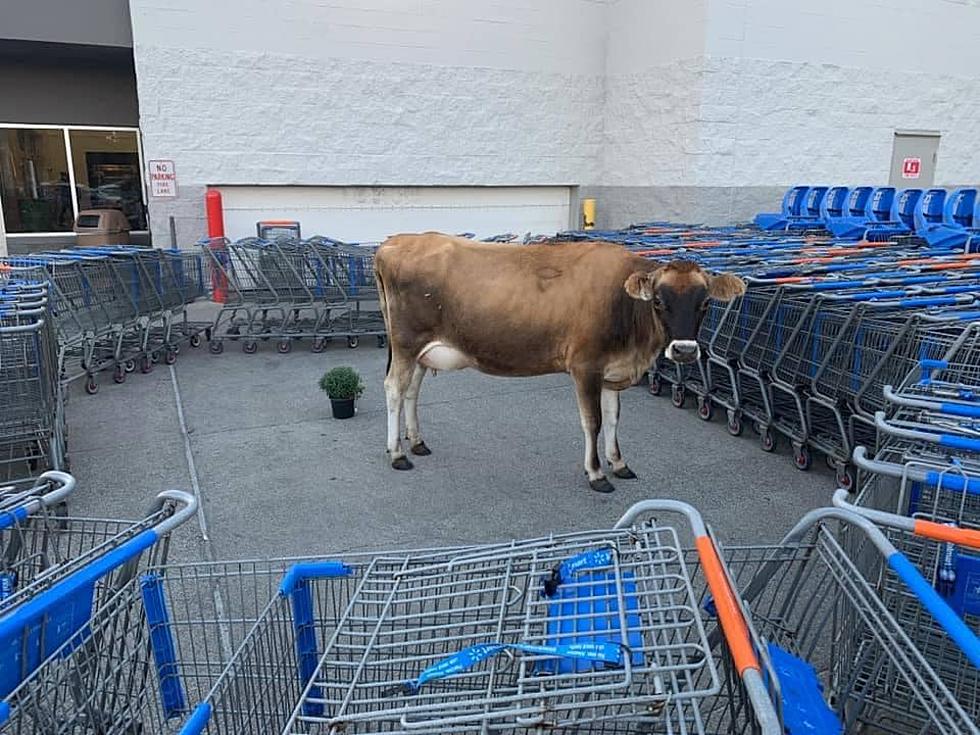 Lost Cow Wanders to a Walmart in Post Falls