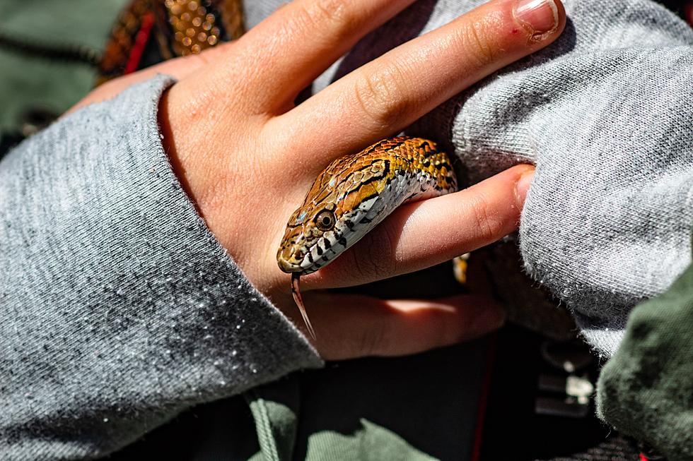 Help Zoo Boise Name Two of Their Snakes