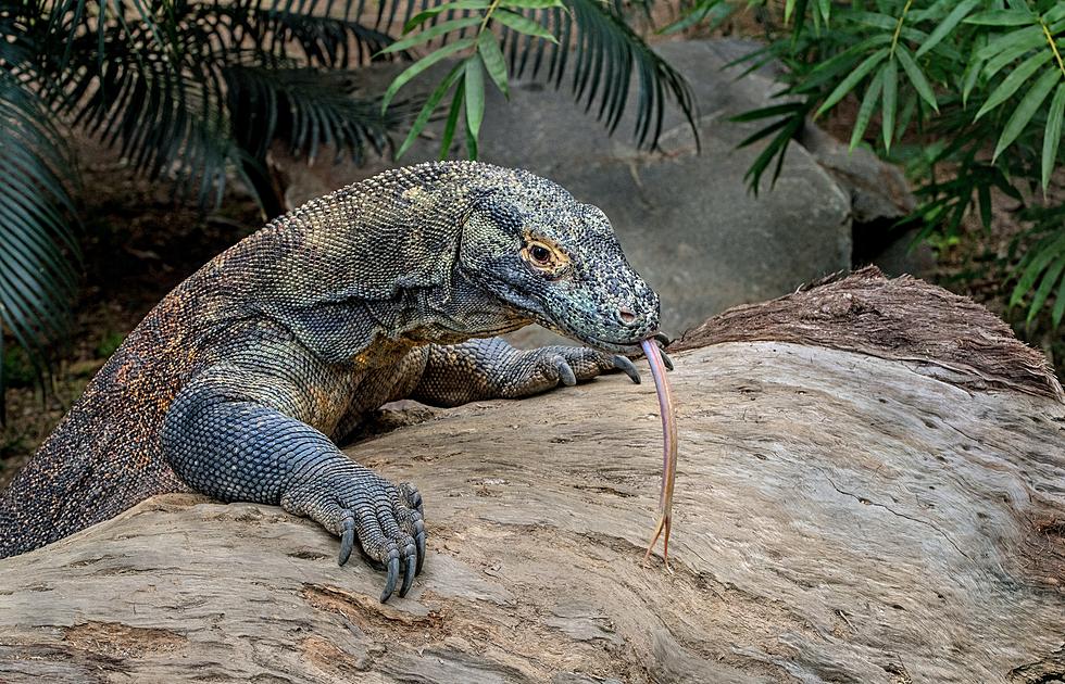 BREAKING: Zoo Boise’s Draco, the Komodo Dragon Has Passed Away