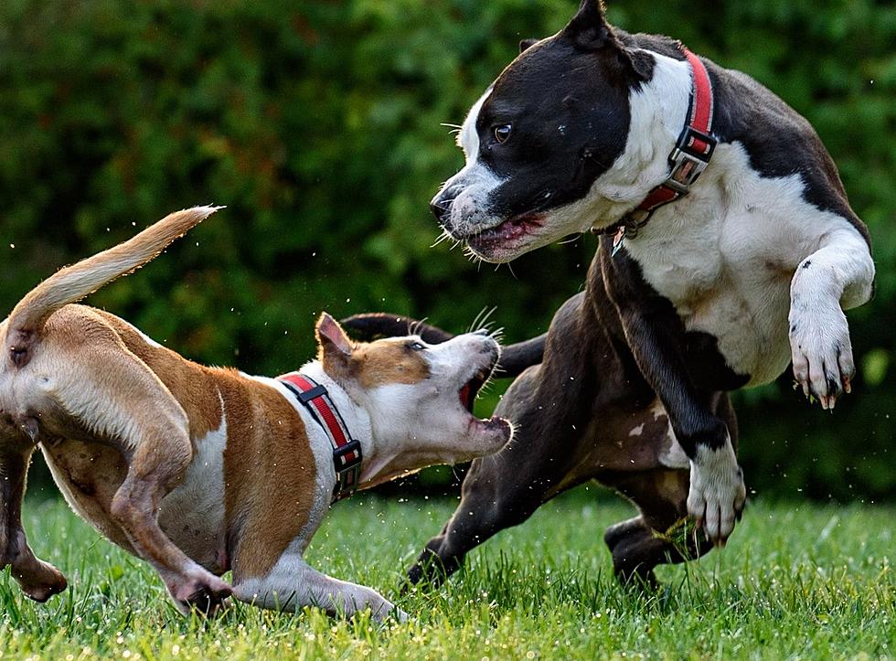 Turns Out, Treasure Valley Locals Are Super Against Dog Parks