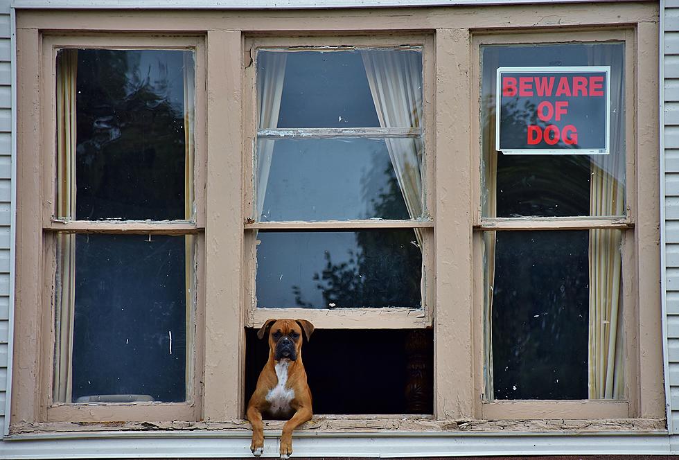 WHAT IF: The Towns in Idaho Were Actually Dog Breeds? [Pictures]