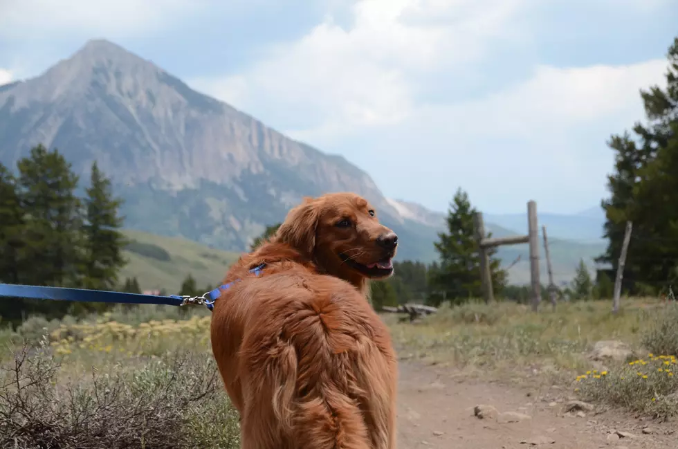 15 Ways To Keep Your Dog Safe While Exploring Scenic Idaho