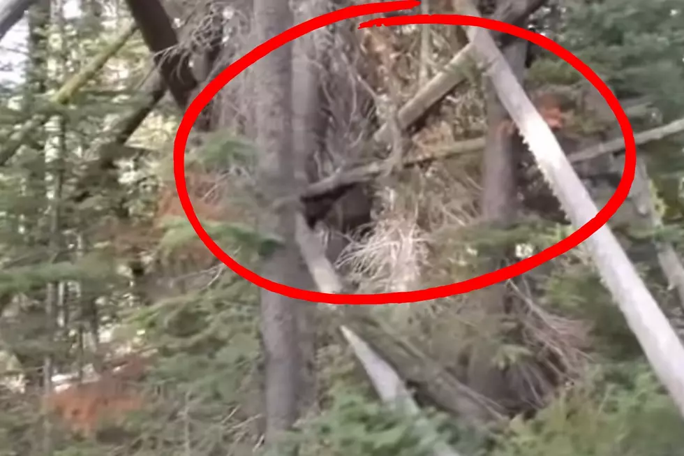 VIDEO: What in the World is Going On in the Woods of Idaho?