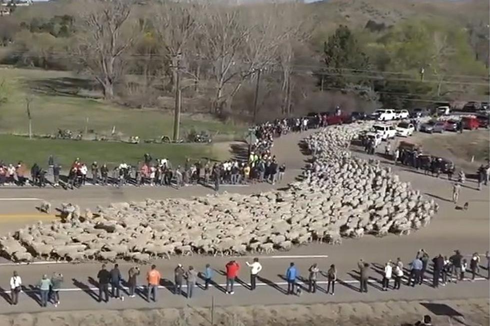 The Most Adorable Traffic Jam Ever You’ll Ever See Takes Place in Idaho
