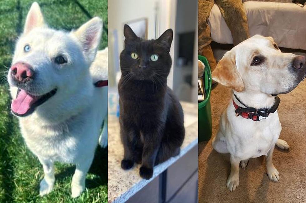 Have You Seen Any Of These 10 Missing Pets in Boise?