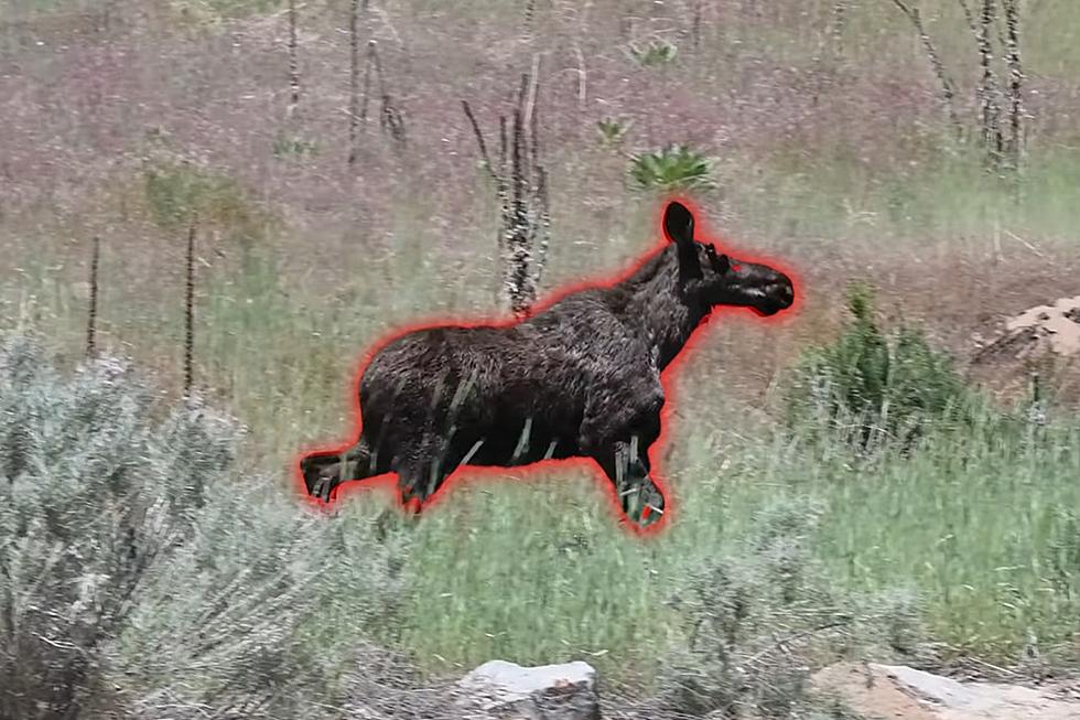 6 Things To Do If You Spot A Moose On The Loose in Boise