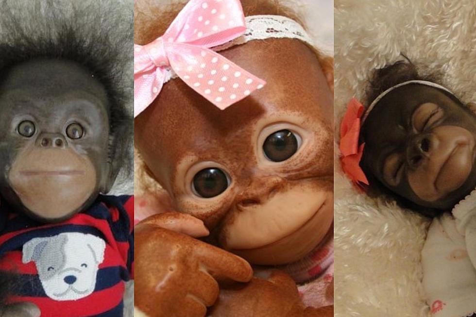 Would You Pay $95 For Any Of These Monkeys For Sale in Boise?