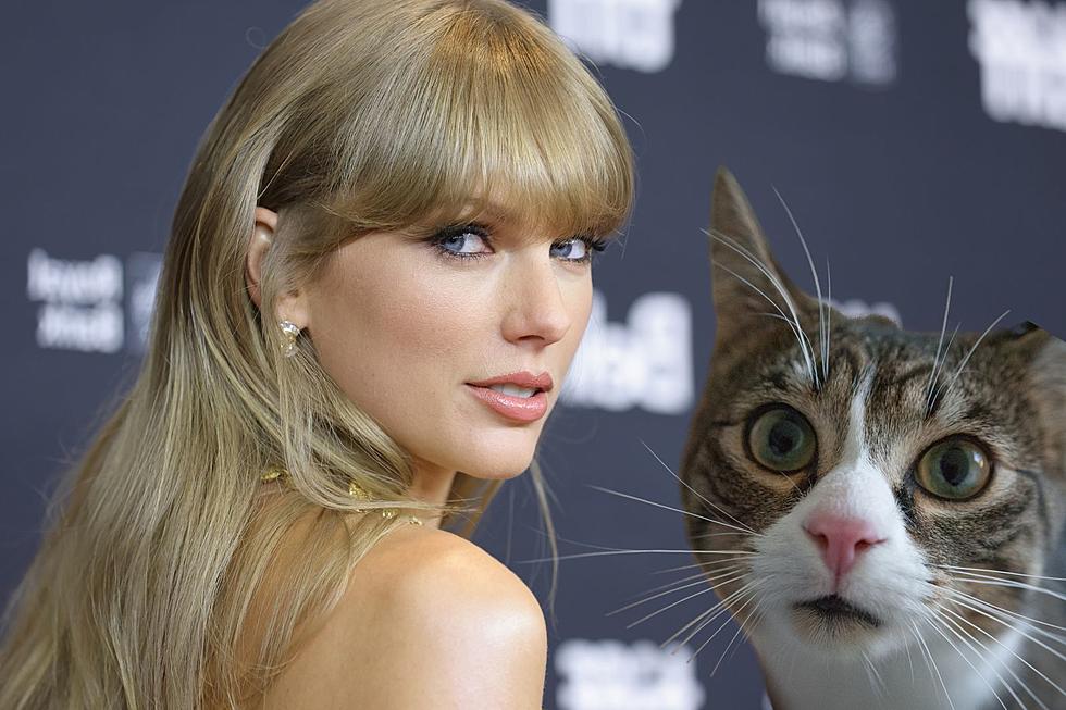 UPDATE: Taylor Swift is No Longer at the Idaho Humane Society