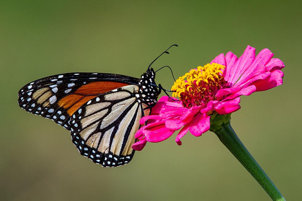 19 Plants to Attract Beautiful Butterflies to Your Idaho Garden