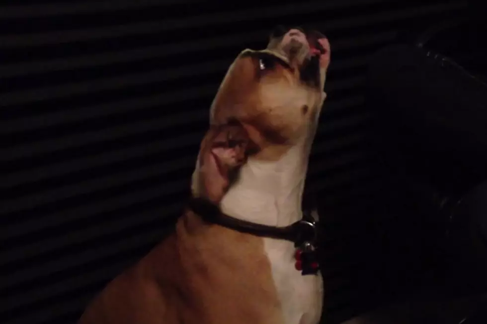Brutus the Bulldog Sings [VIDEO]