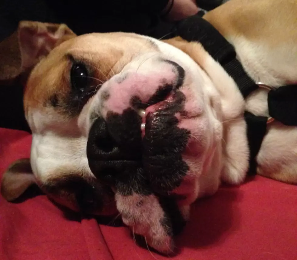 Dog Blog: Brutus the Bulldog is Home From Surgery [VIDEO]