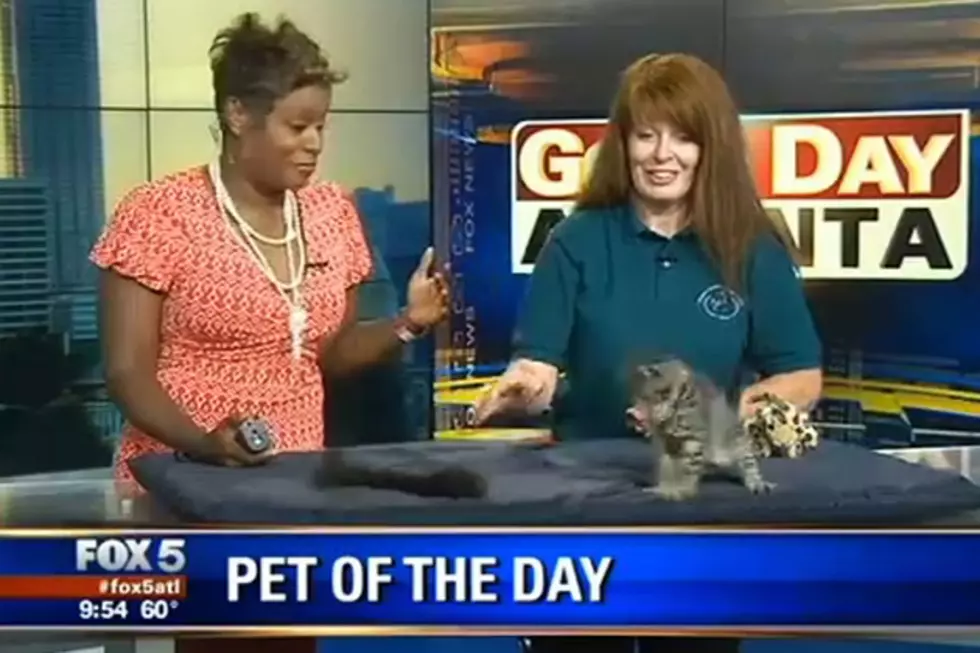 Cat Cartwheel on Live TV [VIDEO]