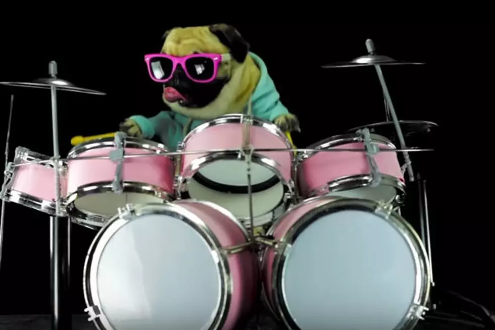 How’d They Get This Dog To Play Drums Like This?