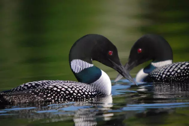 10 Facts About The Minnesota State Bird &#8211; THE LOON!
